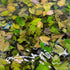 Green Tiger Lotus - Aquarium Plants Factory