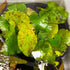 Green Tiger Lotus - Aquarium Plants Factory
