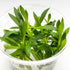 Helanthium Quadricostatus - Tissue Culture Cup - Aquarium Plants Factory