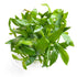 Helanthium Quadricostatus / Helanthium Quadricostatus  Tissue Culture Cup - Aquarium Plants Factory