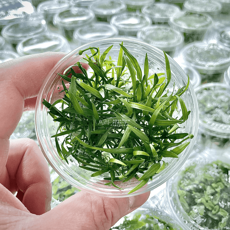 Helanthium Tenellum - Tissue Culture Cup - Aquarium Plants Factory