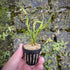 Helanthium Vesuvius - Aquarium Plants Factory