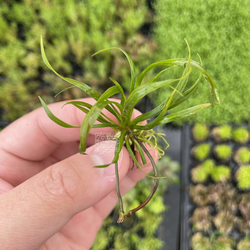 Helanthium Vesuvius - Aquarium Plants Factory
