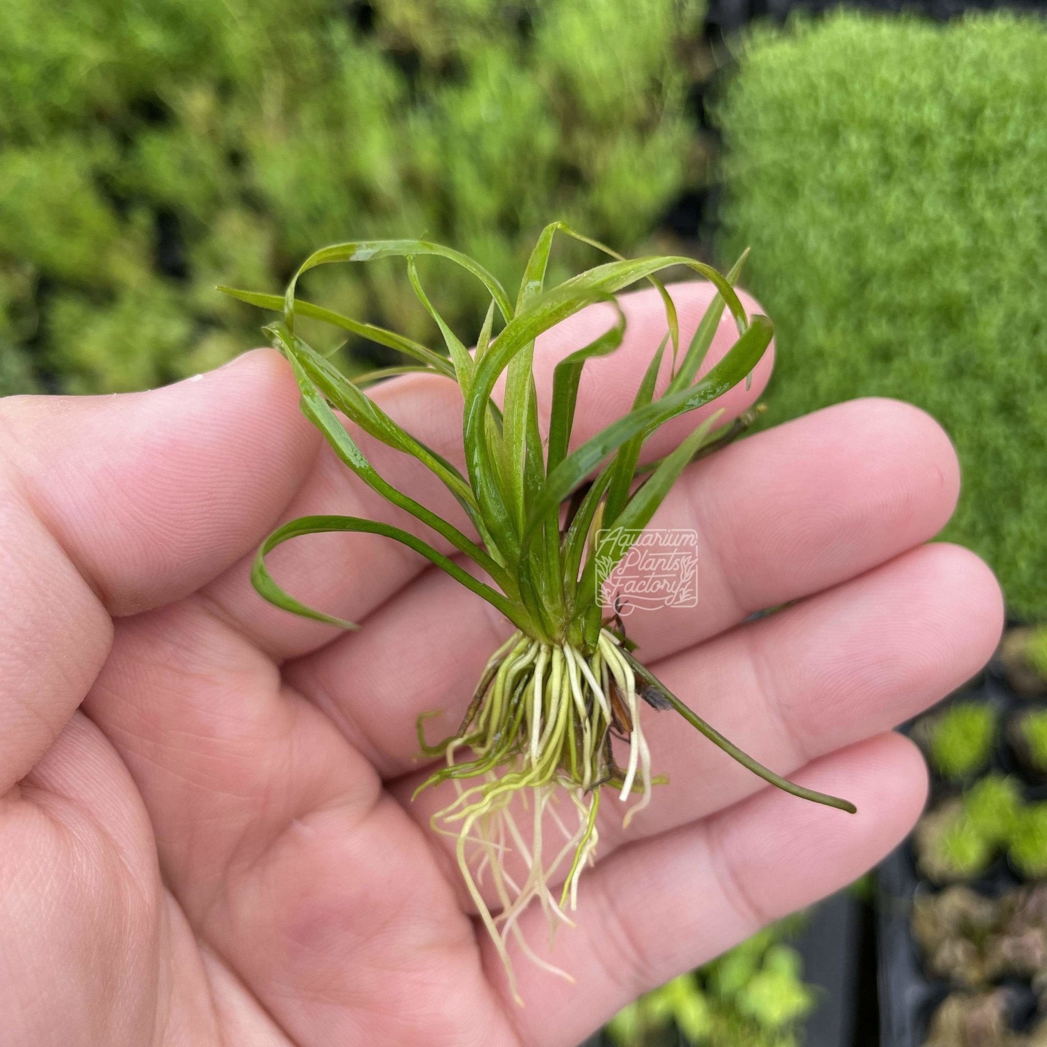 Helanthium Vesuvius - Aquarium Plants Factory