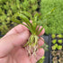 Helanthium Vesuvius - Aquarium Plants Factory