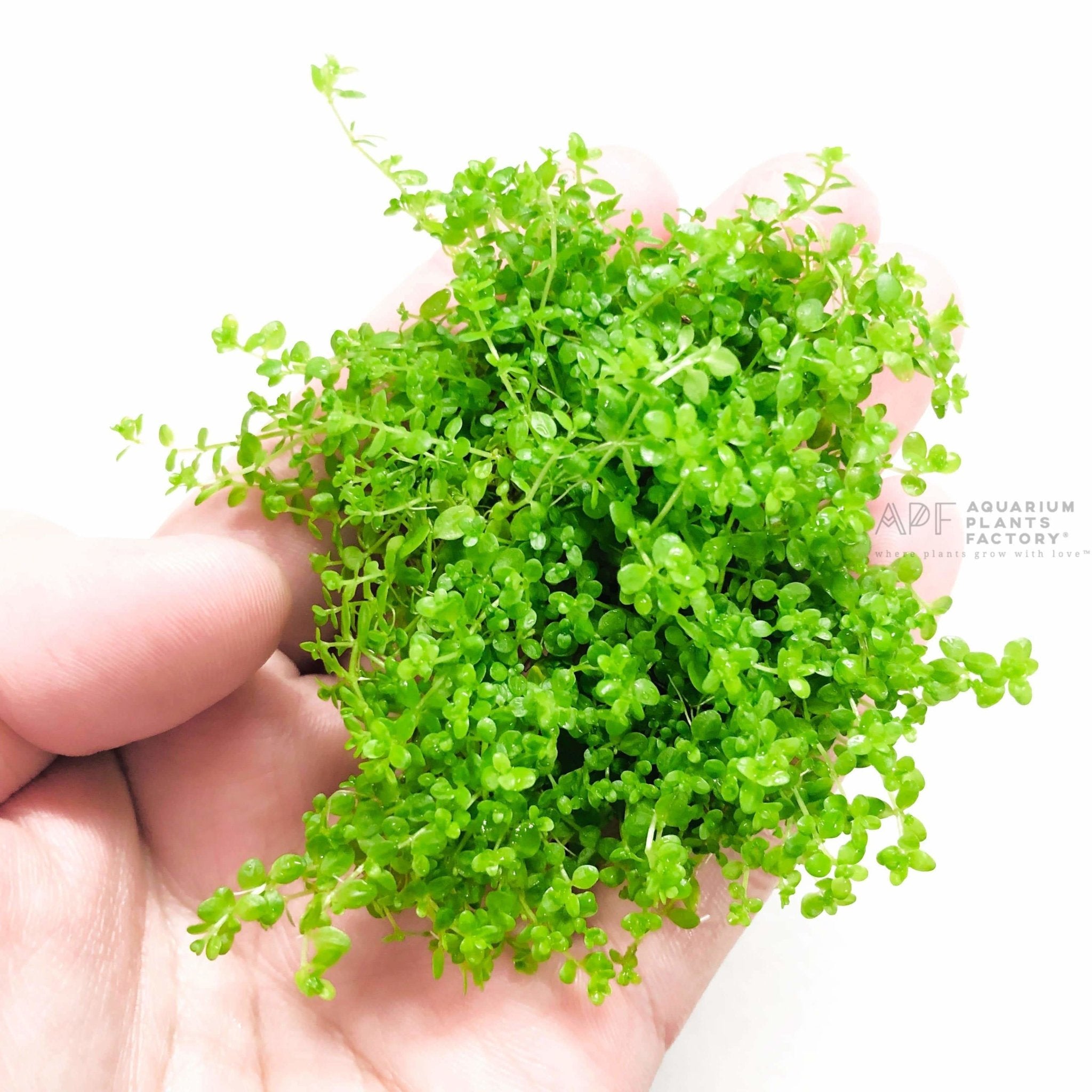 Hemianthus Callitrichoides | Dwarf Baby Tears - Aquarium Plants Factory