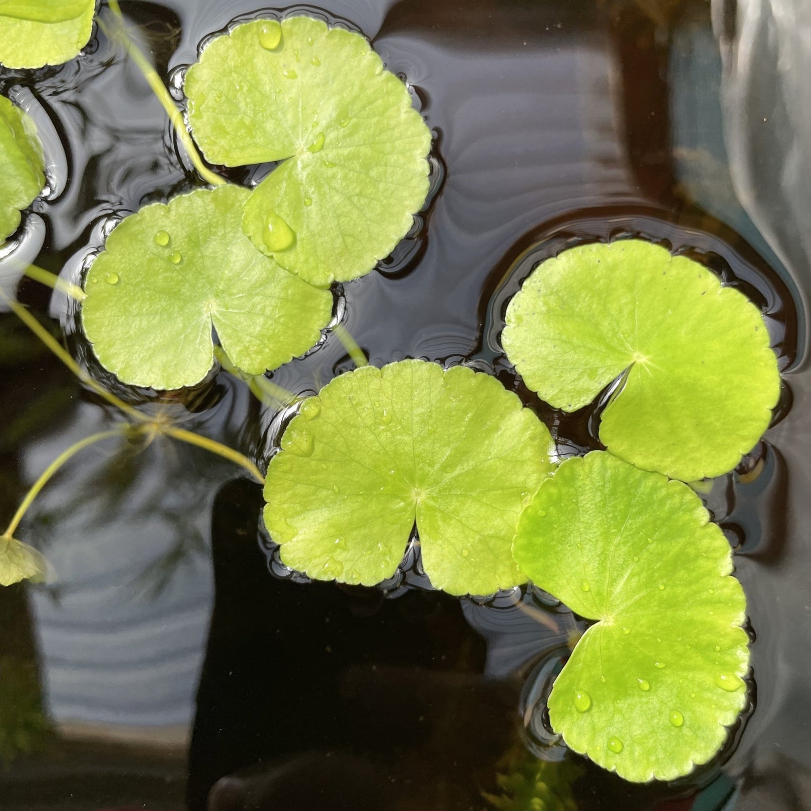 Hydrocotyle Leucocephala - Aquarium Plants Factory