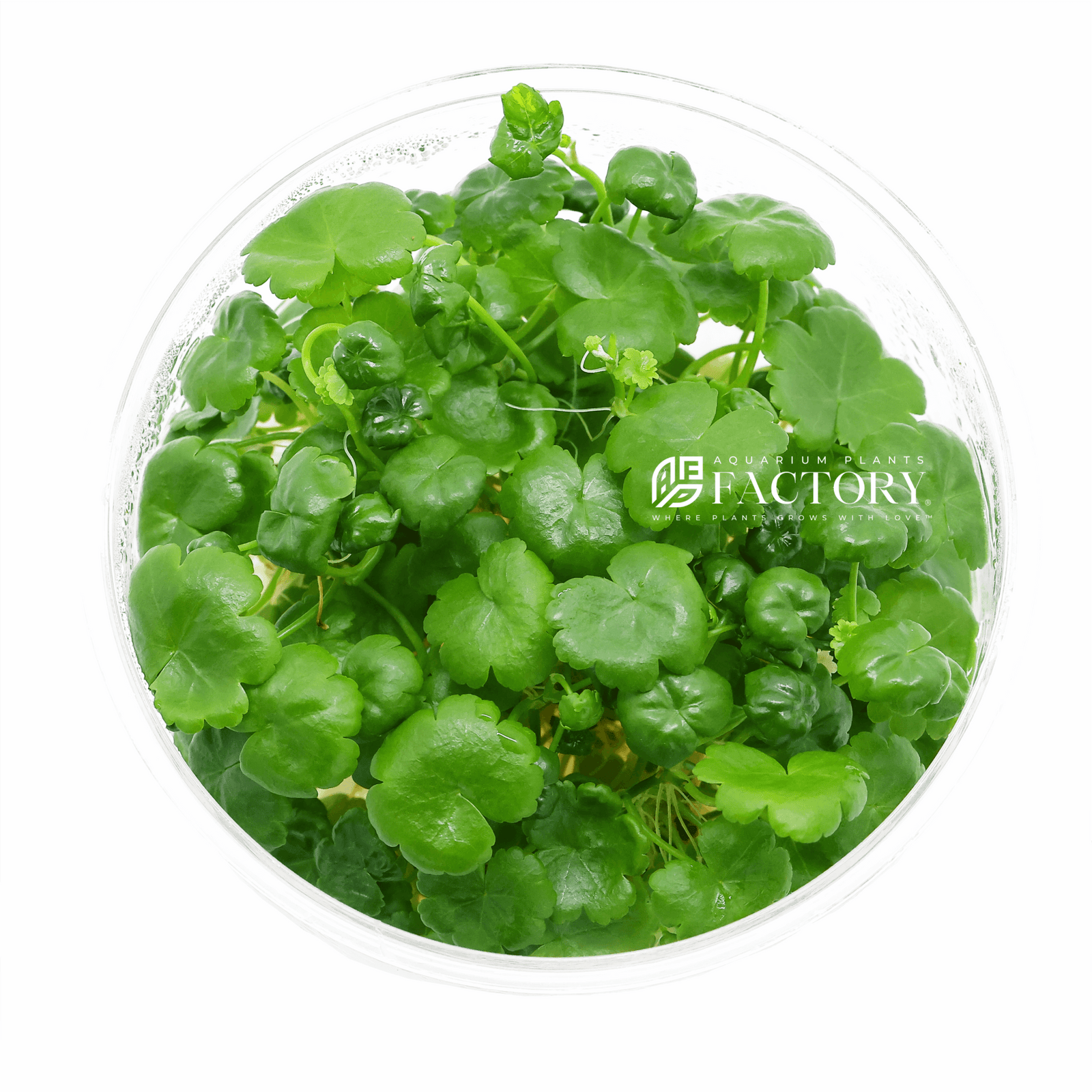 Hydrocotyle Sibthorpioides Tissue Culture APF Aquarium Plants Factory®