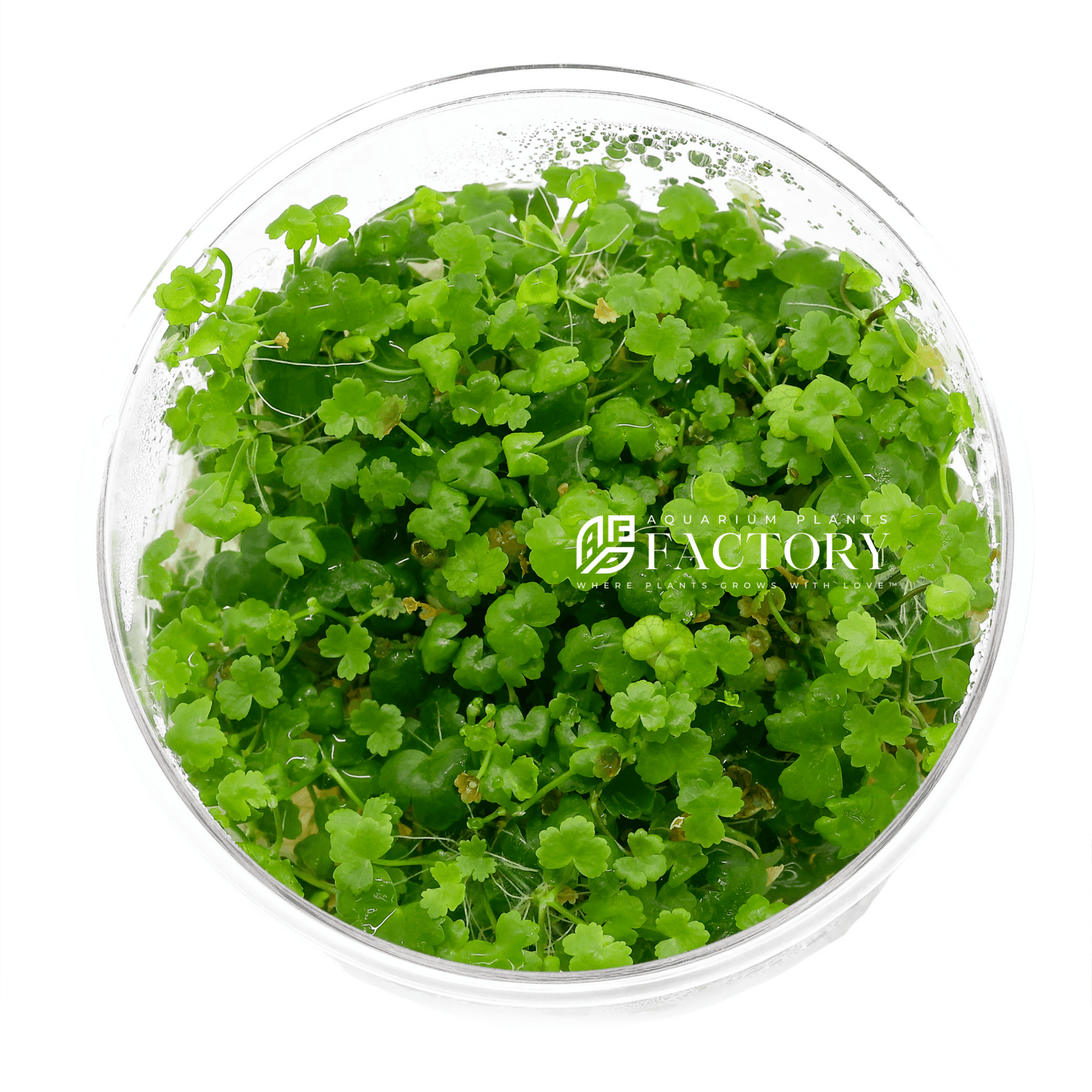 Hydrocotyle Tripartita Japan Tissue Culture APF Aquarium Plants Factory®