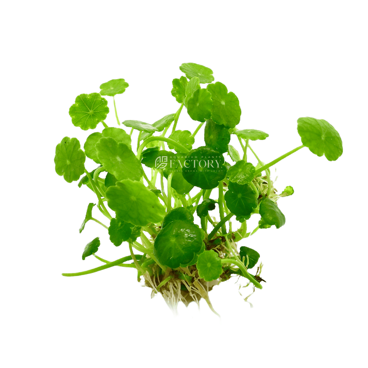 Hydrocotyle Verticillata 'Small Size' live aquarium plant