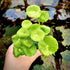 Hydrocotyle Verticillata | Umbrella Pennywort - Aquarium Plants Factory