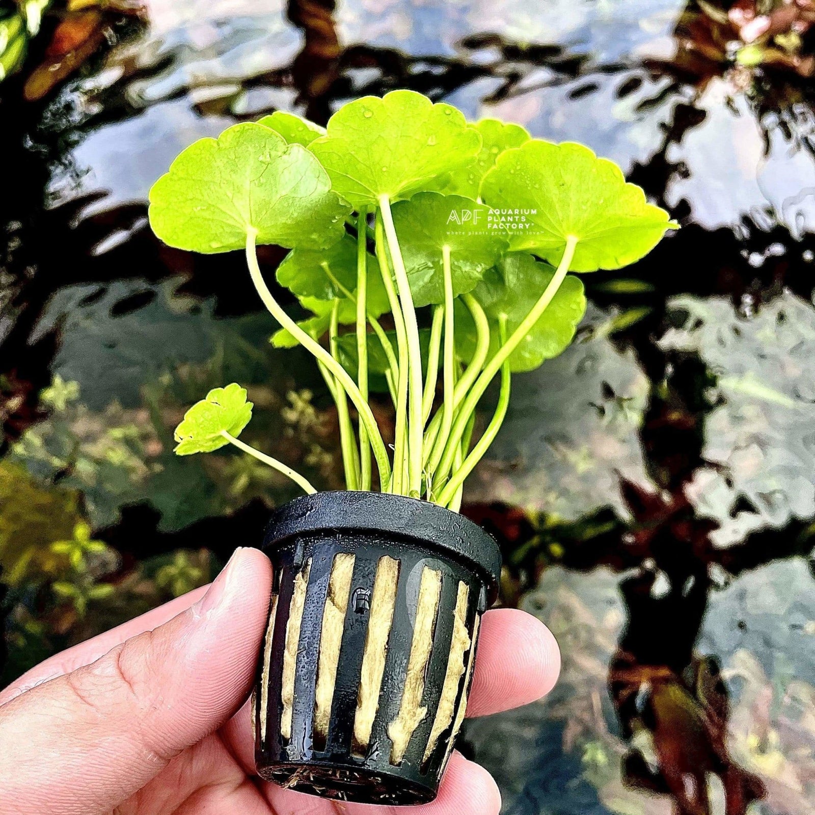 Hydrocotyle Verticillata | Umbrella Pennywort - Aquarium Plants Factory