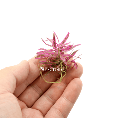 Hygrophila Chai Pink Mini Size APF Aquarium Plants Factory®