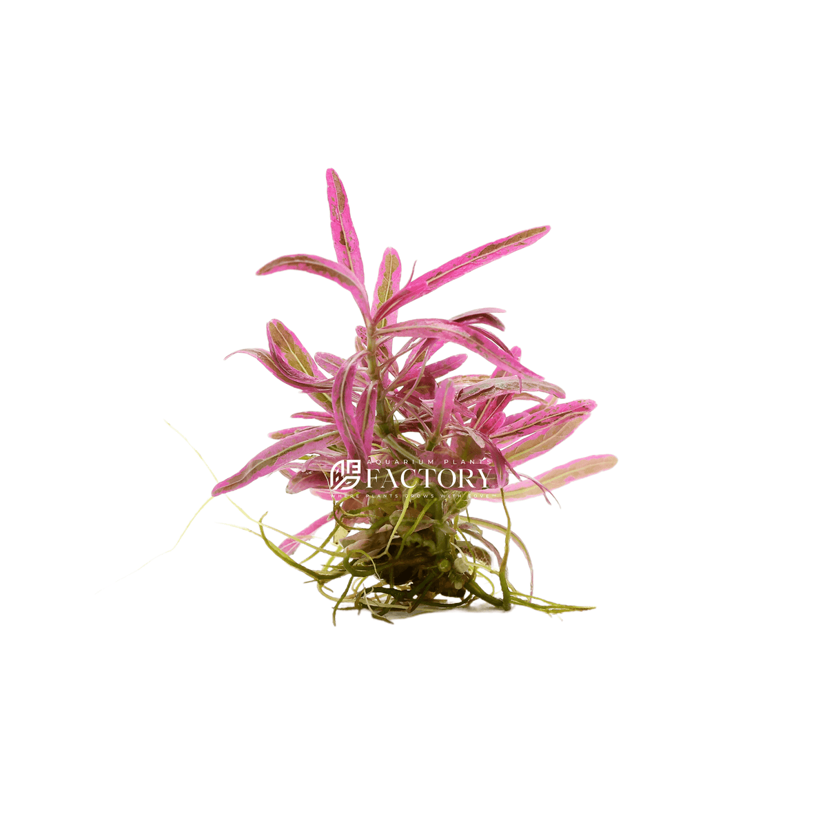 Hygrophila Pink Chai (Small Size) aquarium plant