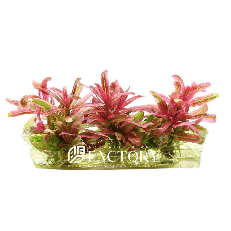 Hygrophila Chai Tissue Culture Rare Pink Lady APF Aquarium Plants Factory®