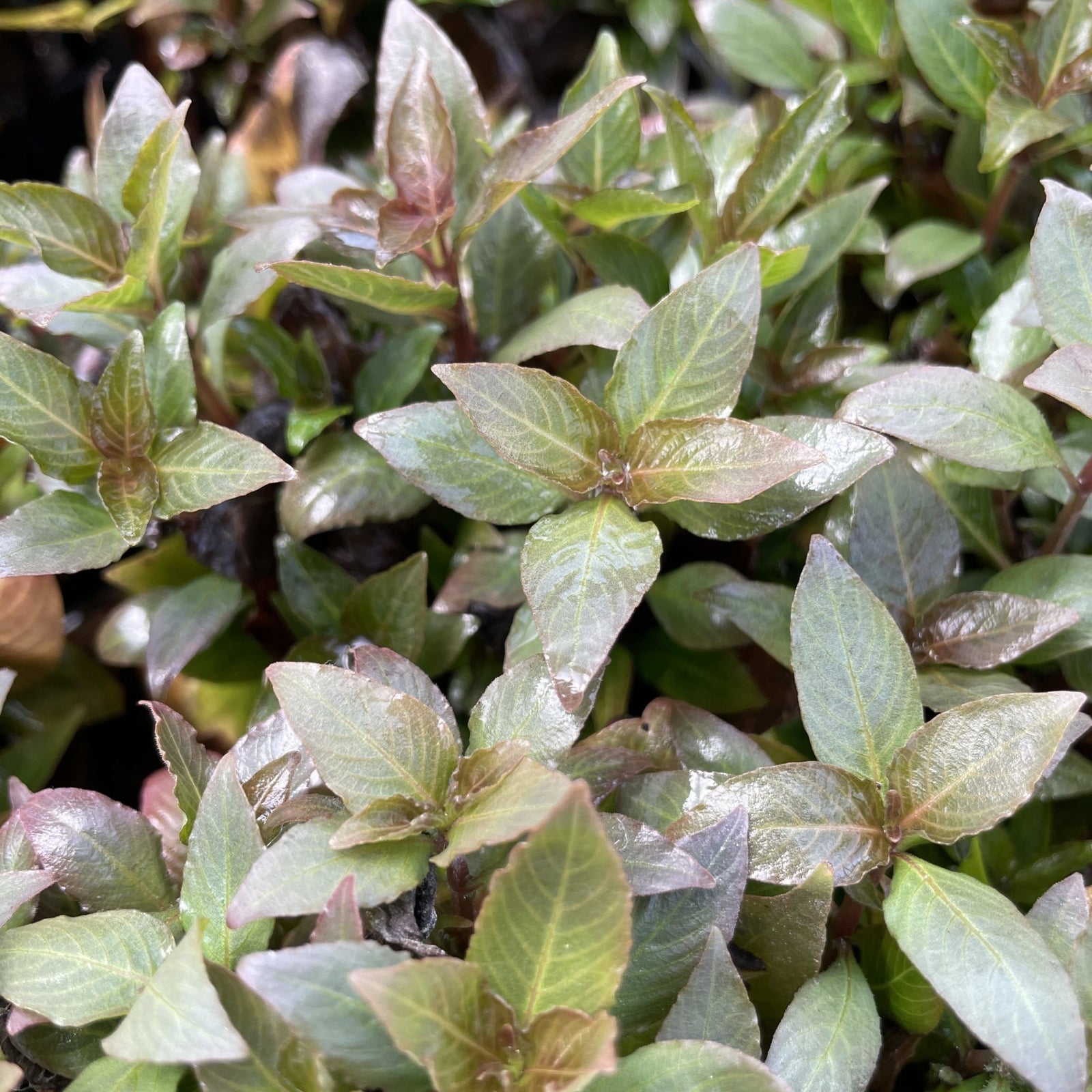 Hygrophila 'Compact' - Aquarium Plants Factory