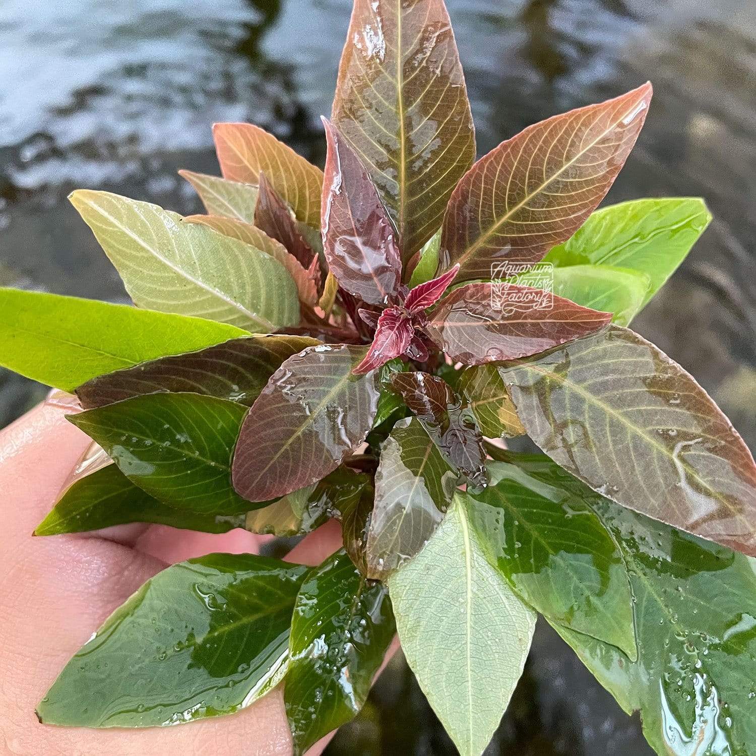 Enhance your aquarium with the lush and compact beauty of Hygrophila corymbosa 