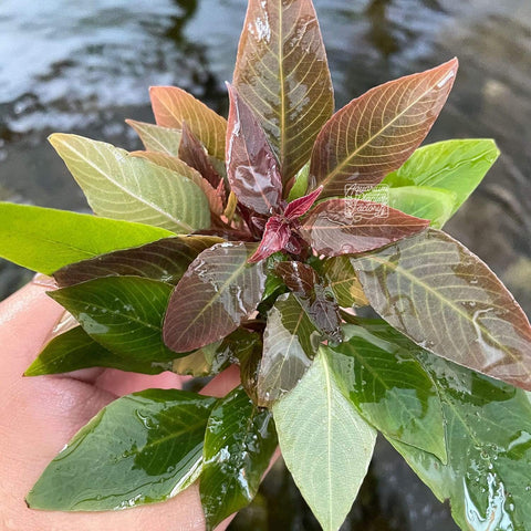 Hygrophila Kompakt aquarium plant