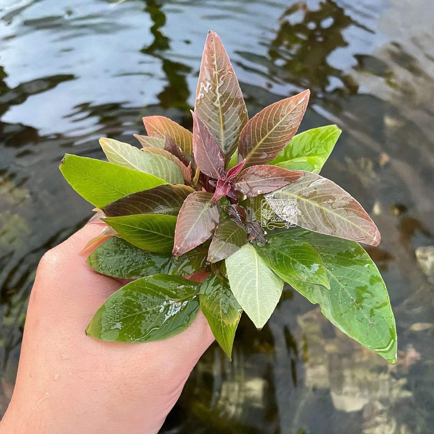 Hygrophila corymbosa 