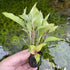 Hygrophila Corymbosa - Aquarium Plants Factory