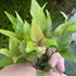 Hygrophila Corymbosa - Aquarium Plants Factory