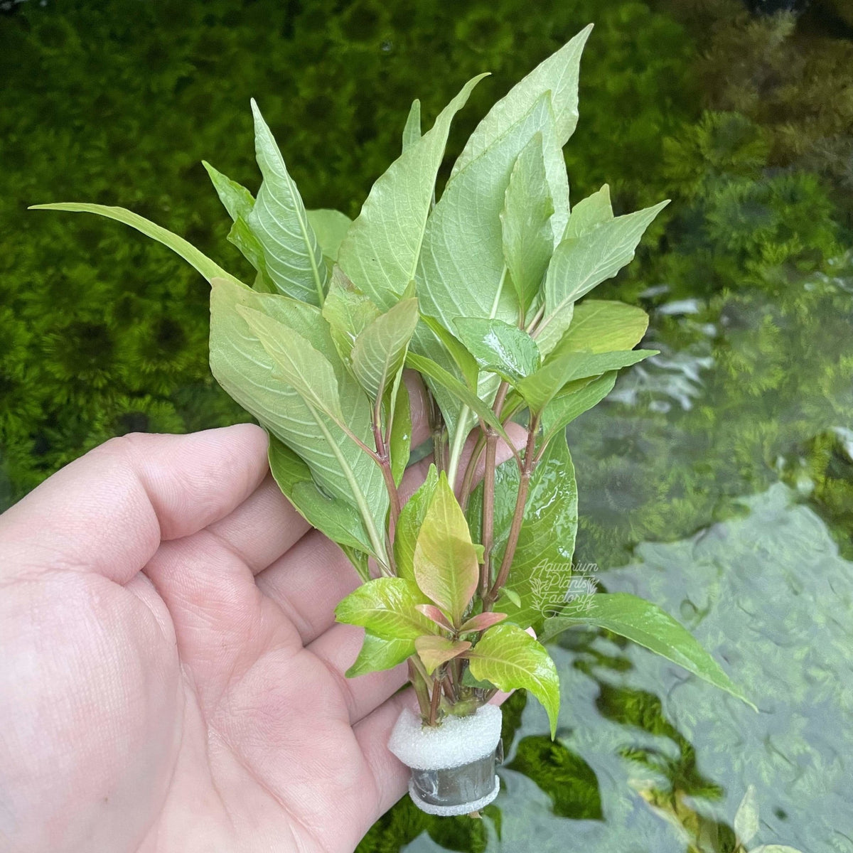 Hygrophila Corymbosa