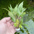 Hygrophila Corymbosa - Aquarium Plants Factory