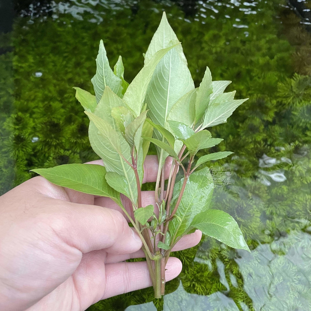 Hygrophila Corymbosa, photo 2