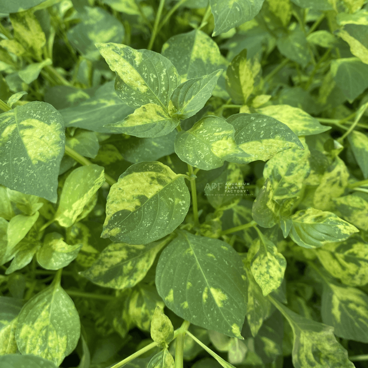 Hygrophila Corymbosa 'Variegated' aquarium plant