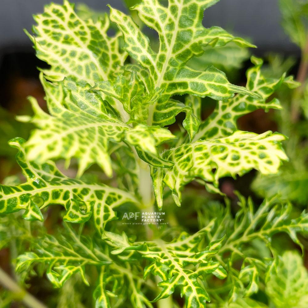 Hygrophila Difformis Variegated - Aquarium Plants Factory