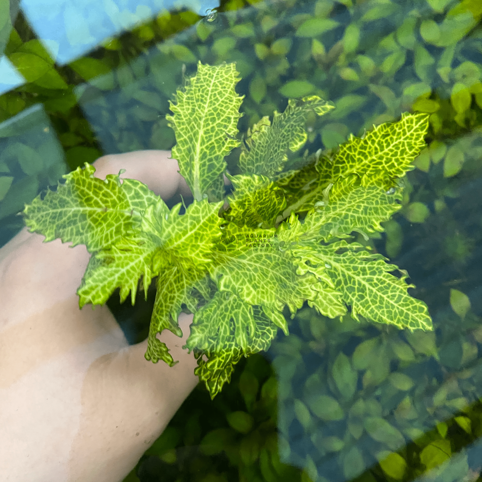 Hygrophila Difformis Variegated - Aquarium Plants Factory