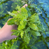 Water Wisteria Variegated Hygrophila Difformis APF Aquarium Plants Factory®