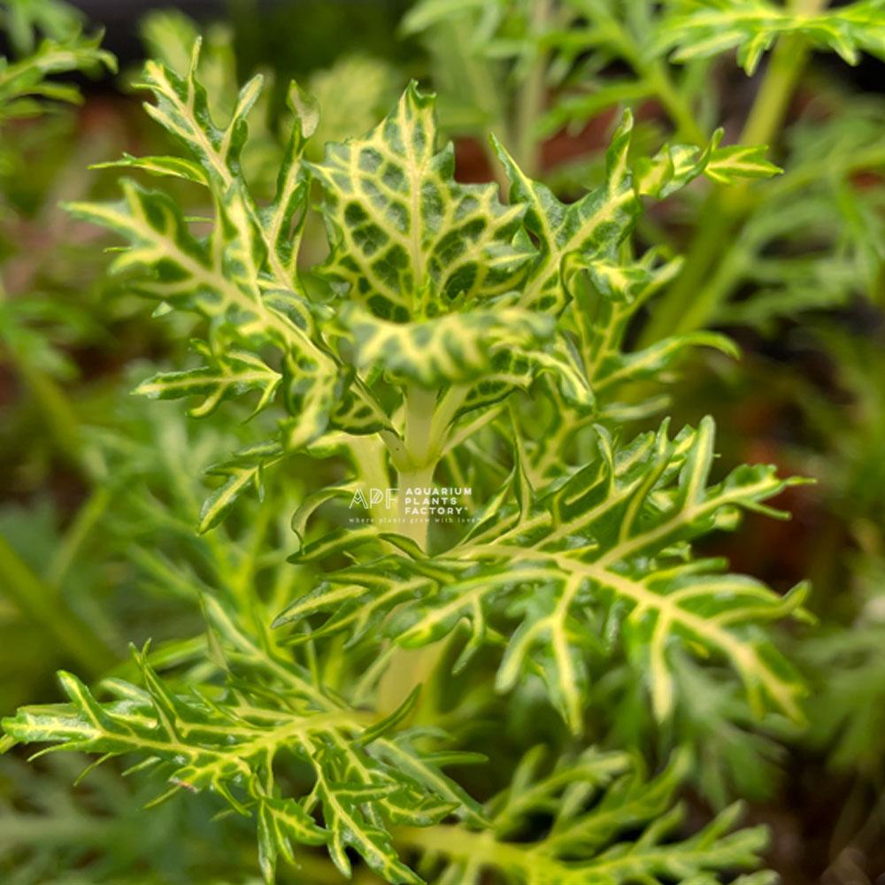 Hygrophila Difformis Variegated - Aquarium Plants Factory