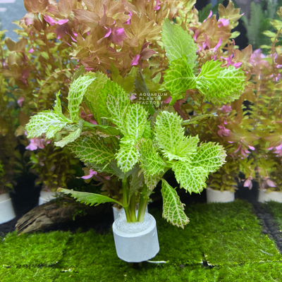Water Wisteria Variegated Hygrophila Difformis APF Aquarium Plants Factory®