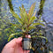 Hygrophila Pinnatifida - Aquarium Plants Factory