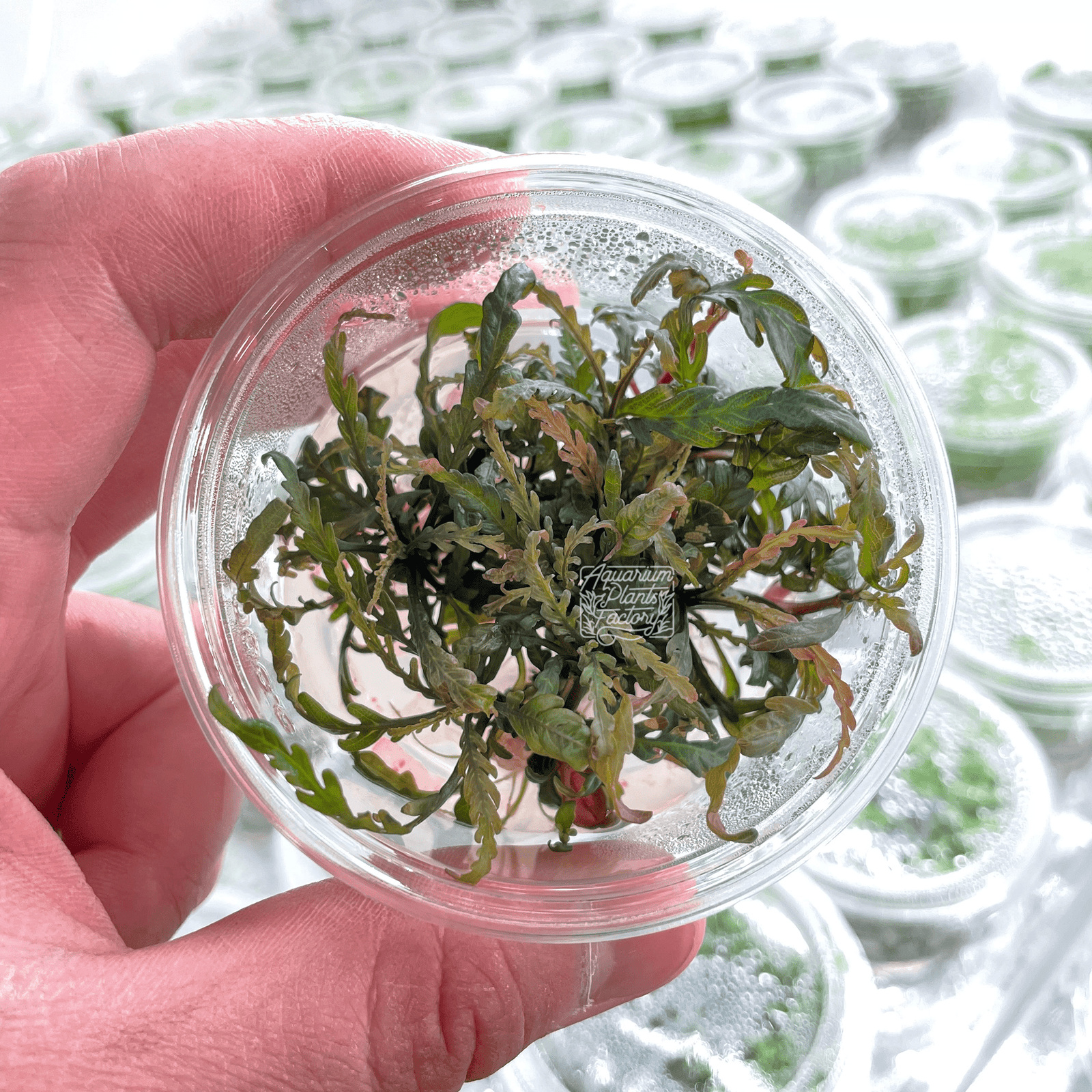 Hygrophila Pinnatifida - Tissue Culture Cup - Aquarium Plants Factory