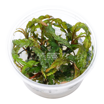 Hygrophila Pinnatifida - Tissue Culture Cup - Aquarium Plants Factory