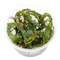 Hygrophila Pinnatifida - Tissue Culture Cup - Aquarium Plants Factory