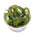 Hygrophila Pinnatifida - Tissue Culture Cup - Aquarium Plants Factory