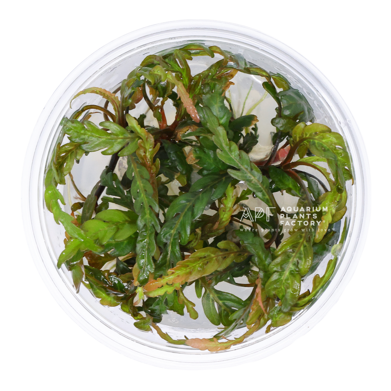 Hygrophila Pinnatifida - Tissue Culture Cup - Aquarium Plants Factory