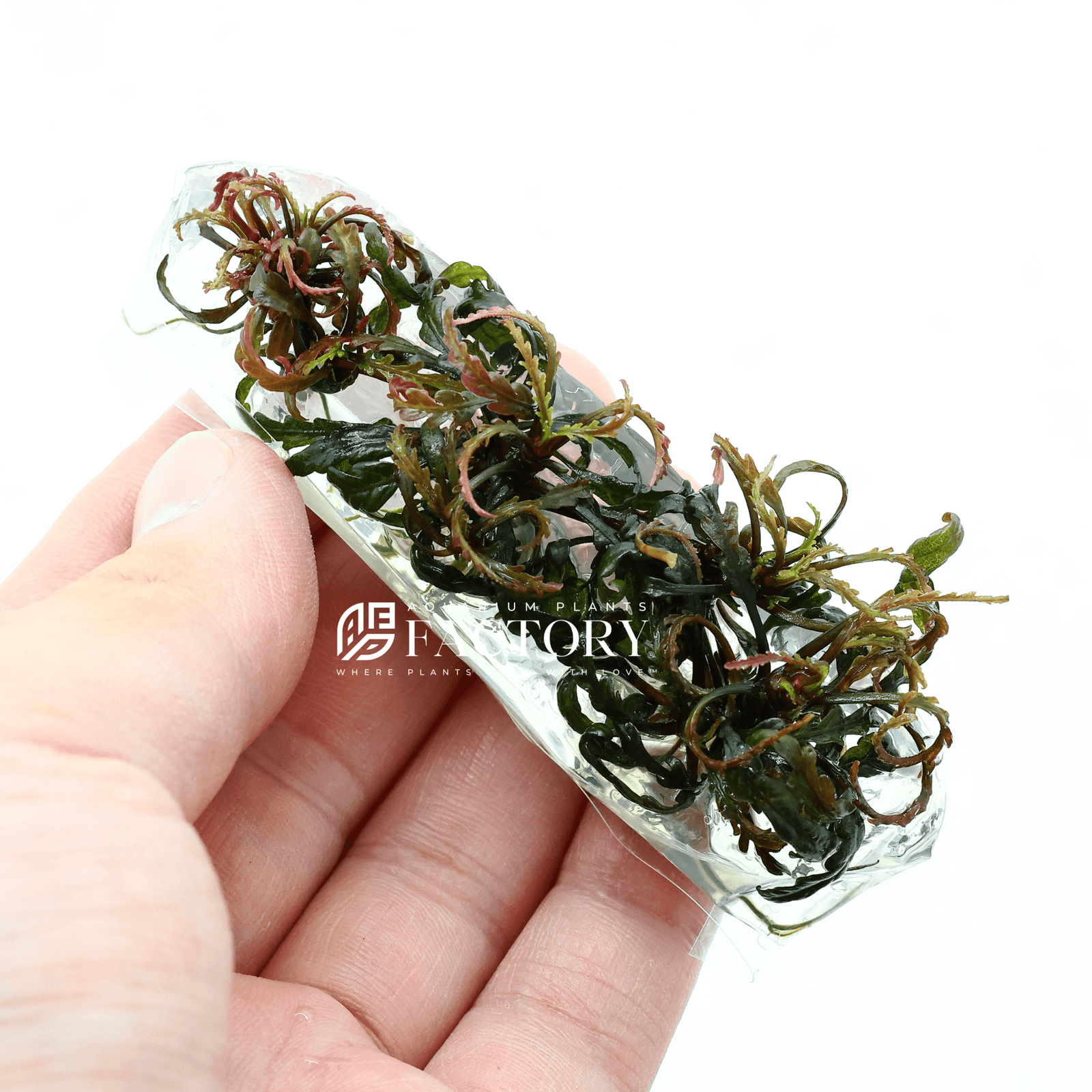 Hygrophila Pinnatifida UK Vitro Tissue Culture APF Aquarium Plants Factory®
