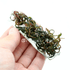 Hygrophila Pinnatifida UK Vitro Tissue Culture APF Aquarium Plants Factory®
