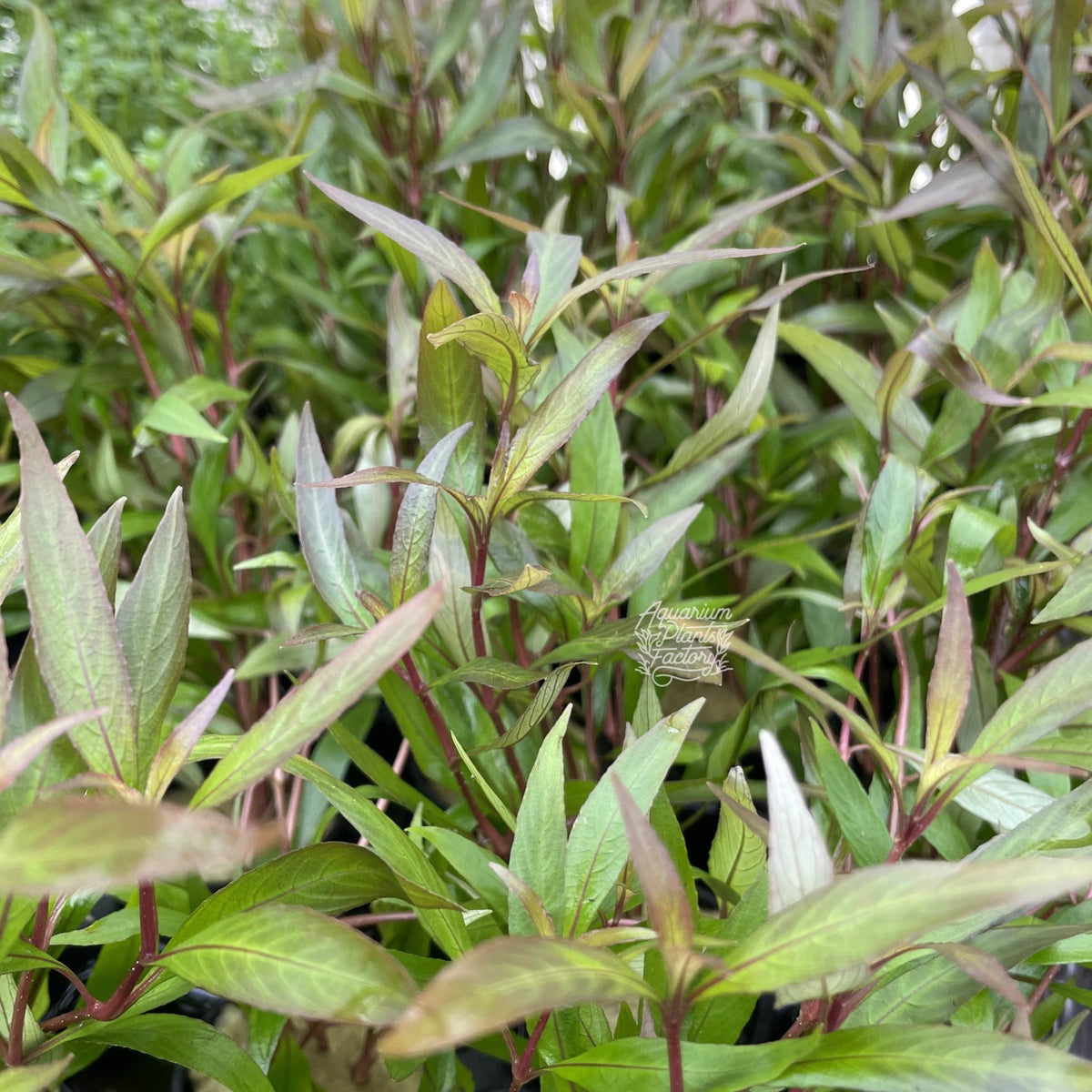Hygrophila Siamensis