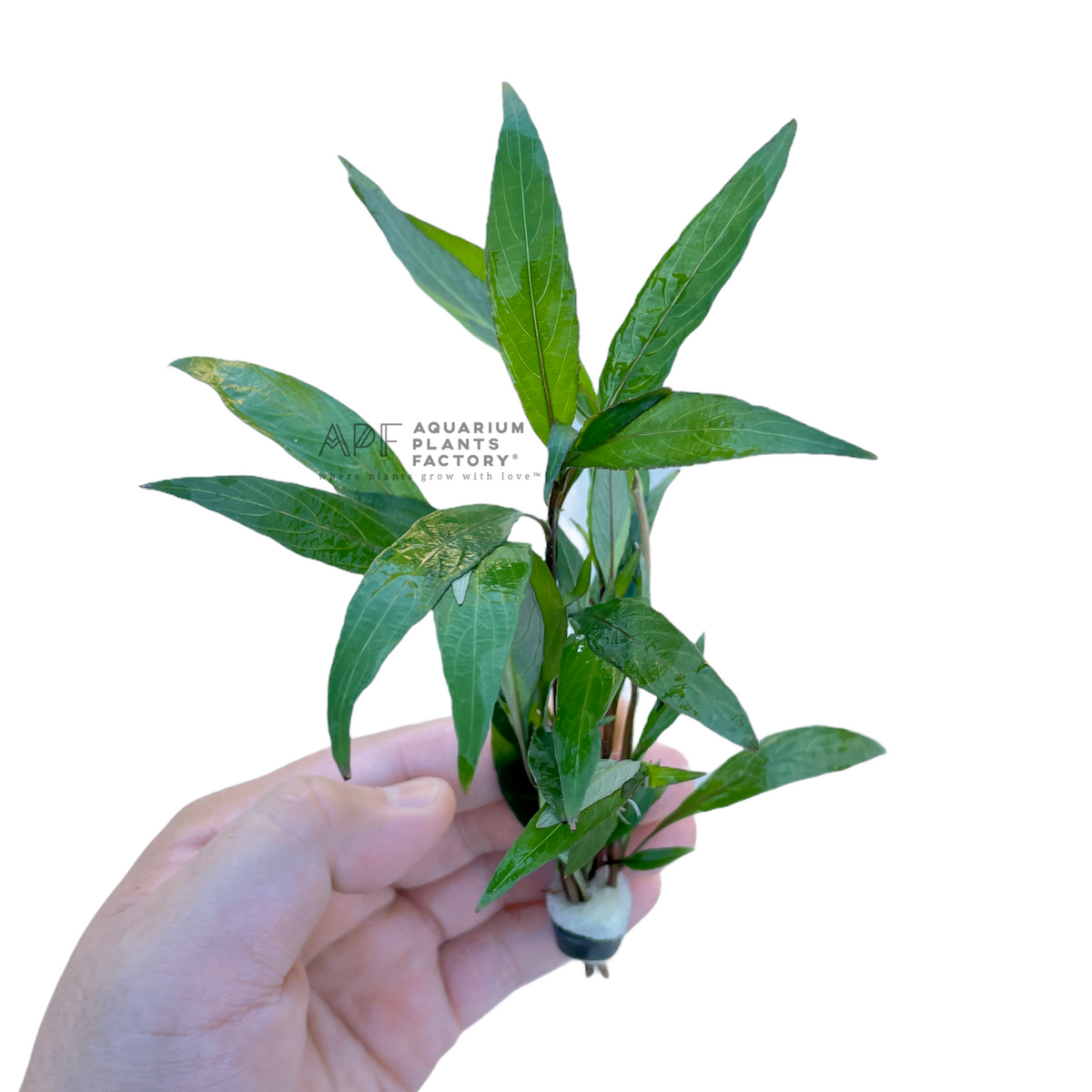 Hygrophila Siamensis 53B