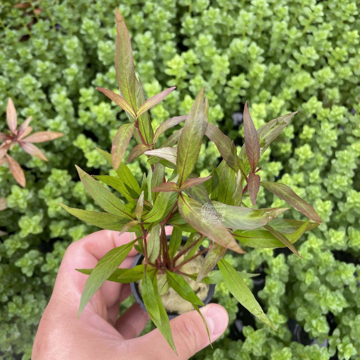 Hygrophila Siamensis, photo 2
