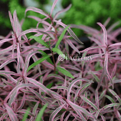 Hygrophila lancea 'Chai' / Pink Chai Hygrophila APF Aquarium Plants Factory®