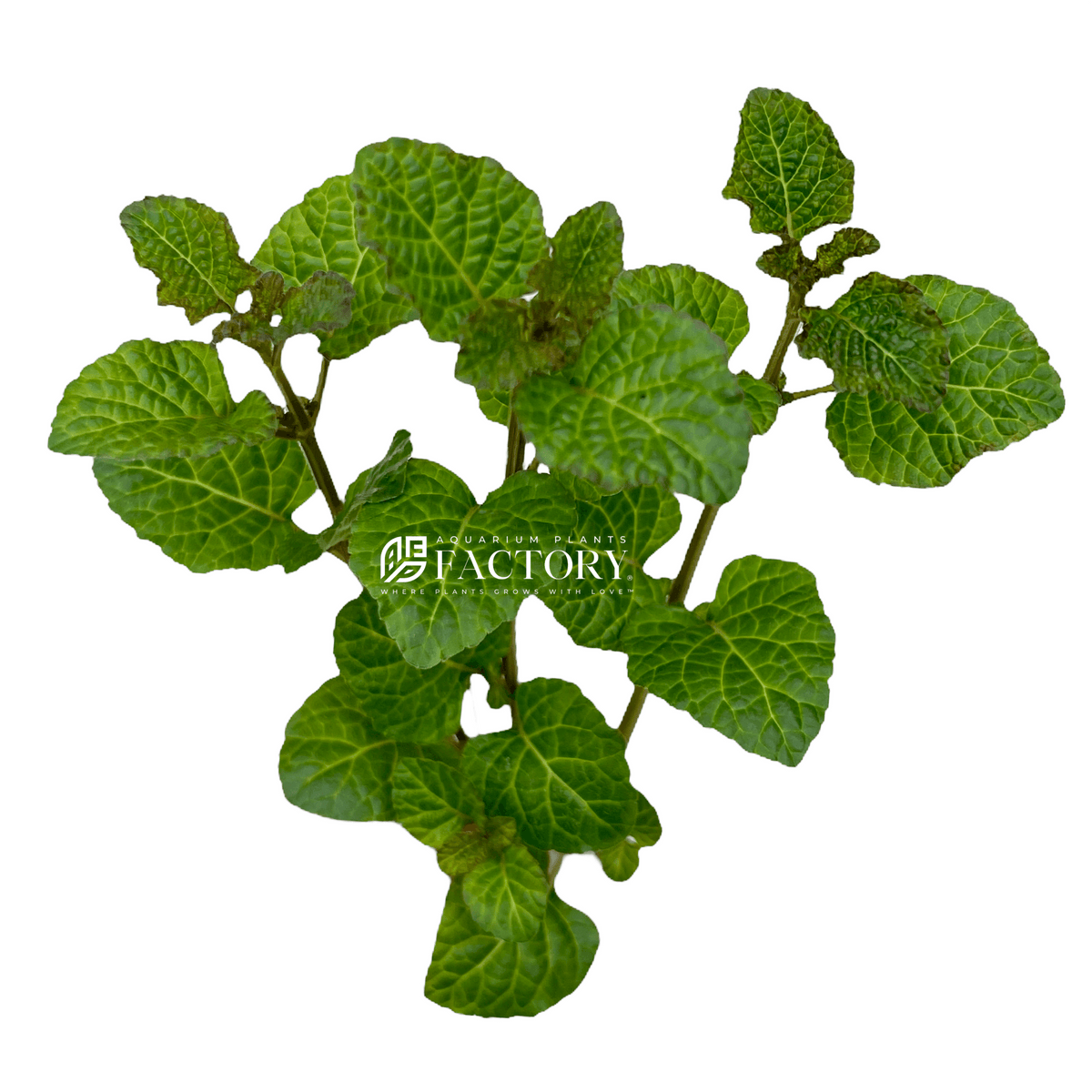 Hyptis Lorentziana | APF Aquarium Plants Factory®