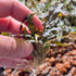 Cryptocoryne Tropica