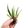 Java Fern Black Forest aquarium plant, photo 4