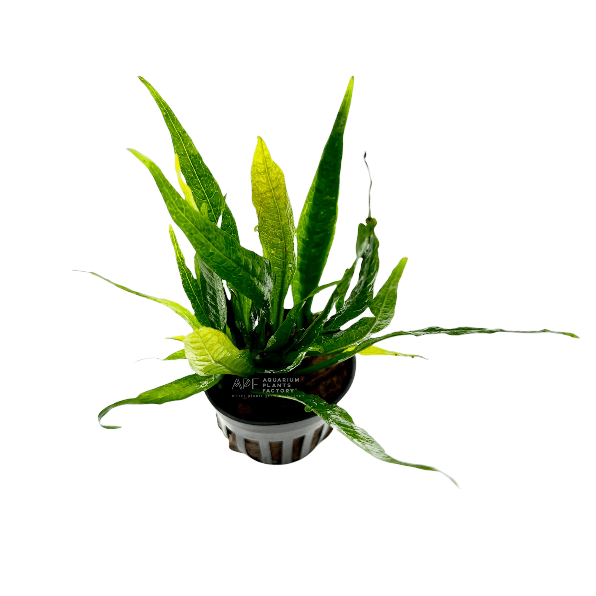 Java Fern Black Forest - Aquarium Plants Factory